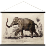 Rolovací Plátno Slon